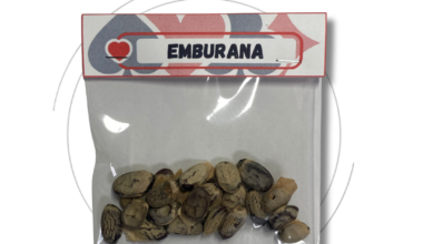 Semente de Emburana